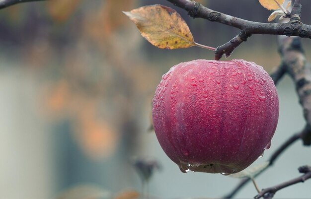 Apple with water droplets Winter Season Fruit Red Apple