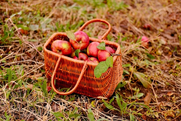 Apples in a basket outdoor wooden basket with organic apples in the autumn apple rural