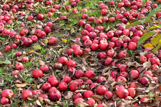 Apples fallen in an orchard autumn concept