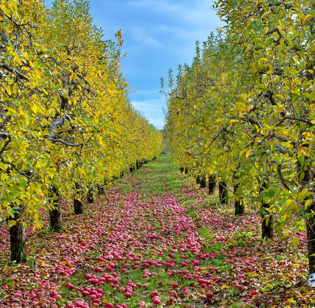 Apples fallen in an orchard autumn concept