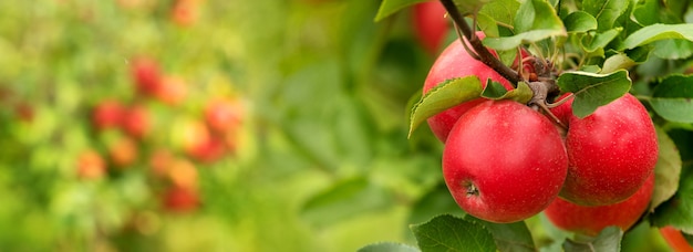 Apples, fresh juicy and red on a tree branch.