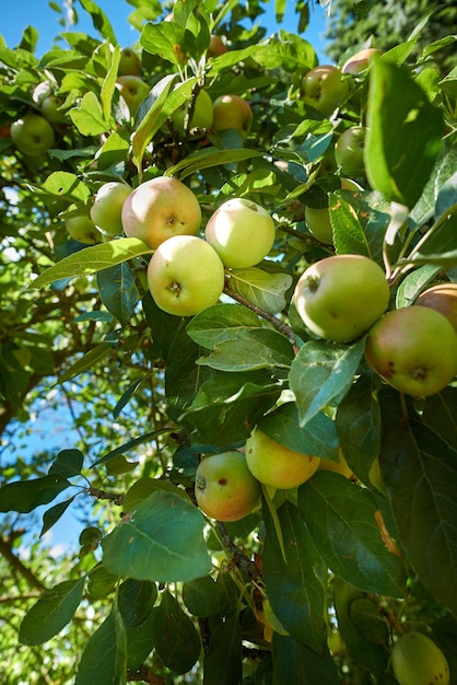 Apples A photo of taste and beautiful apples