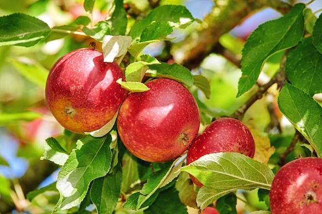 Apples A photo of taste and beautiful red apples