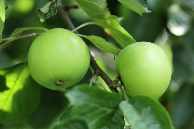 Apples on a tree branch Green apples in the garden