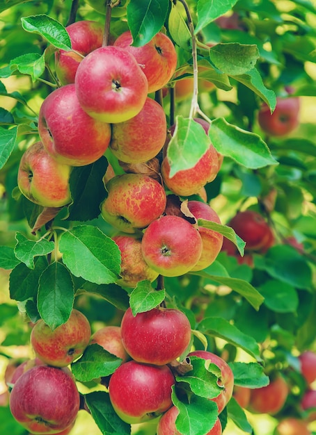 Apples on a tree in the garden. Selective focus.