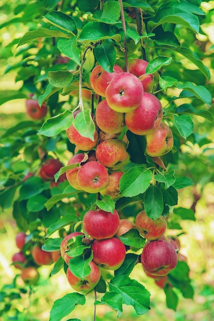 Apples on a tree in the garden