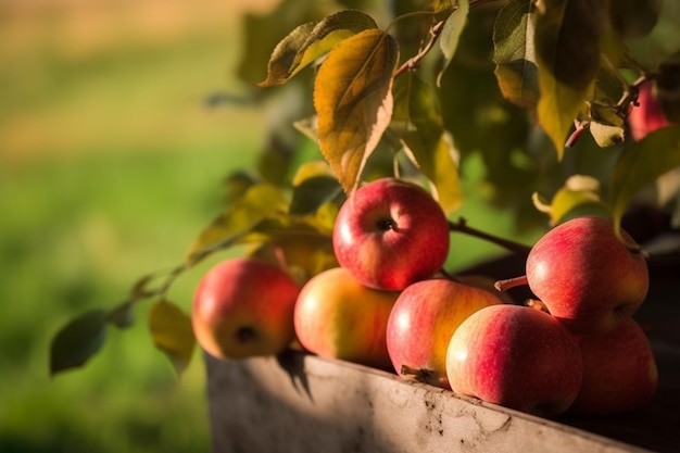 Apples in a wooden container on a sunny day