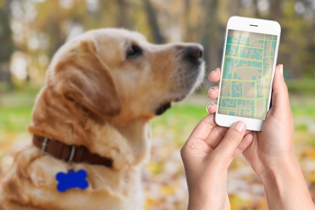 Application to find pet by identification chip Woman using smartphone near dog with collar outdoors closeup