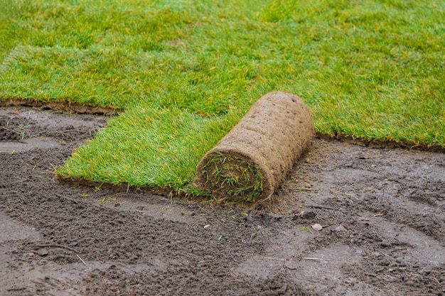 Applying rolled green grass with laying sod for new lawn applying turf rolls