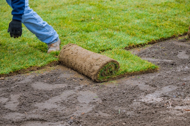 Applying rolled green grass with laying sod for new lawn applying turf rolls