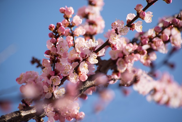 Apricot blooming in the garden. Beautiful spring seasonal wall good for greeting card, wedding invitation, web.