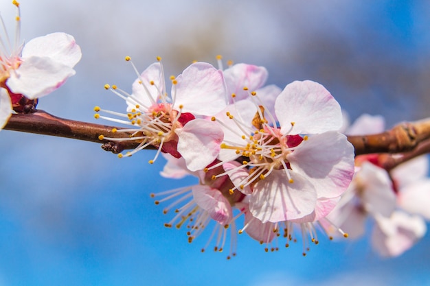 Apricot branch blossoms in spring against a blue sky