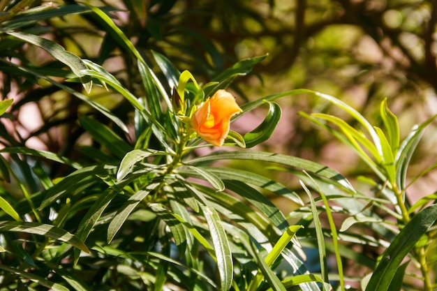 Apricot colored flower of Cascabela thevetia Yellow oleander Lucky nut