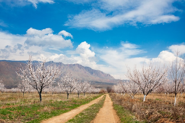 Apricot farm during sping season against Vayk mountain range, Vayots Dzor Province, Armenia