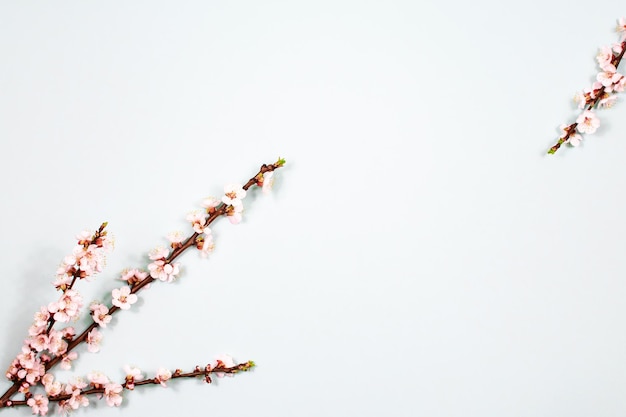 Apricot flowers on tree branches on a blue background The basis for the postcard Place for an inscription View from above