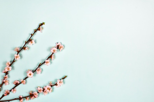 Apricot flowers on tree branches on a blue background The basis for the postcard Place for an inscription View from above