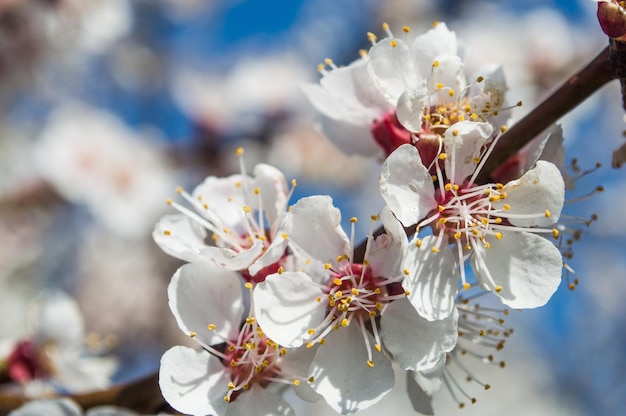 Apricot flowers with white and pink petals Flowers like sakura on blurred pink background Photo of new life for Earth Day in 22 April