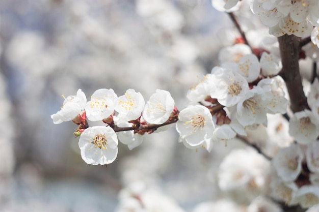 Apricot flowers