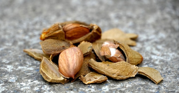 apricot fruit kernelpit on concrete background