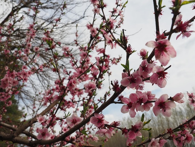 Apricot or peach branch with flowers in spring bloom A buzzing bee is enjoying the lovely pink scenery Pink purple spring flowers