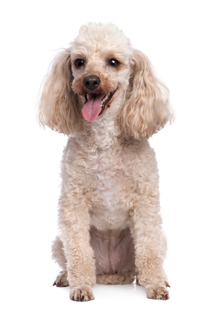 Apricot Poodle panting   