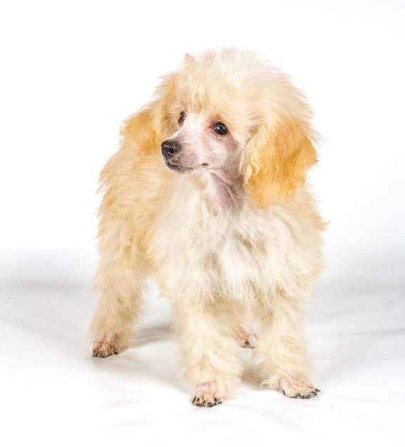 Apricot poodle puppy portrait on a white background