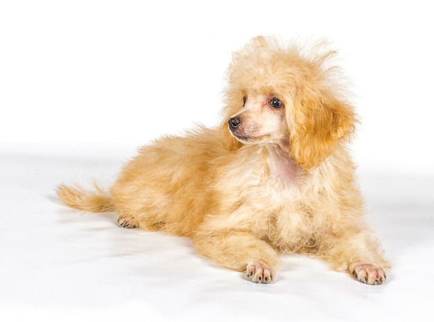 Apricot poodle puppy portrait on a white background