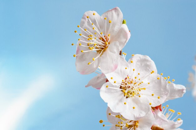 Apricot spring flowers close up