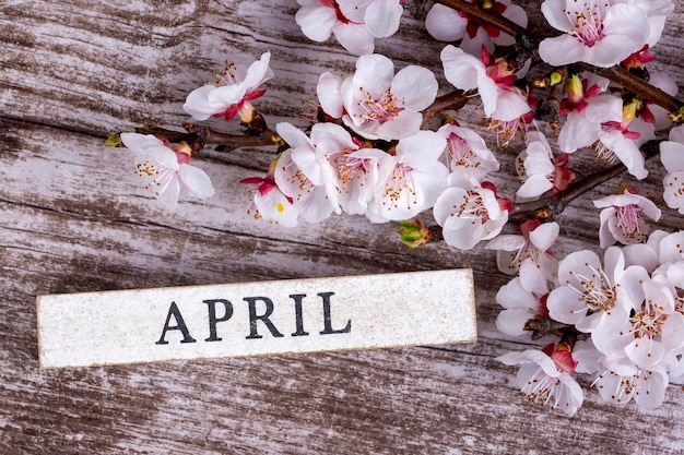 Photo apricot tree blossom and april write on the wooden background