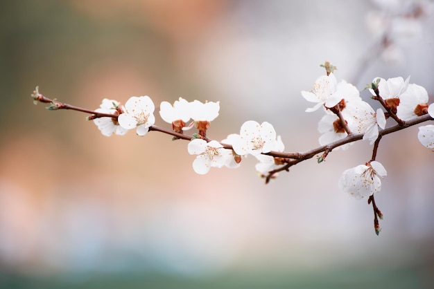 Apricot tree blossoms