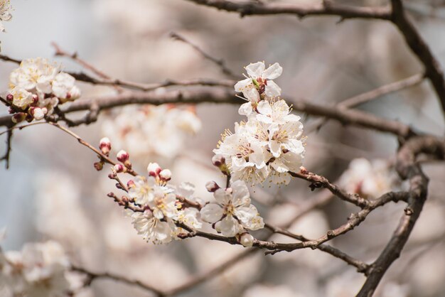 Apricot tree blossoms