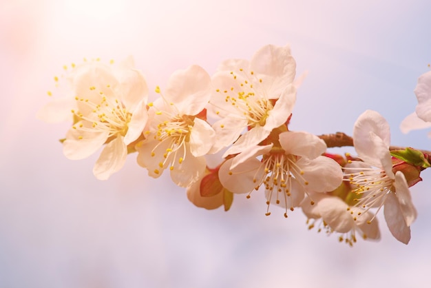 Apricot tree blossoms