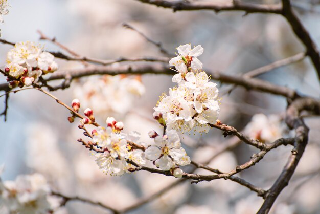 Apricot tree blossoms