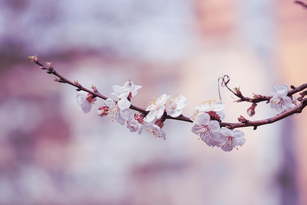 Apricot tree blossoms