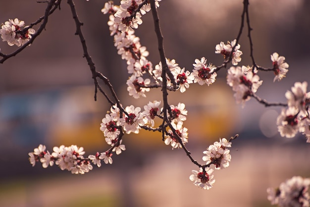 Apricot tree blossoms