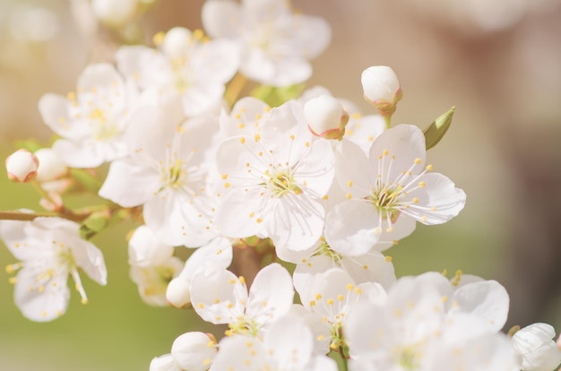 Apricot tree blossoms