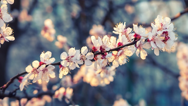 Apricot tree blossoms