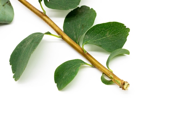 apricot tree branch isolated on white background