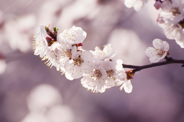 Apricot tree flower seasonal floral nature background shallow depth of field