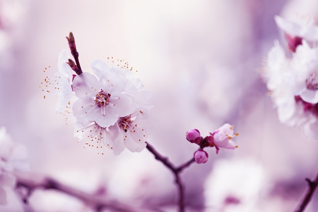 Apricot tree flower seasonal floral nature background violet toning