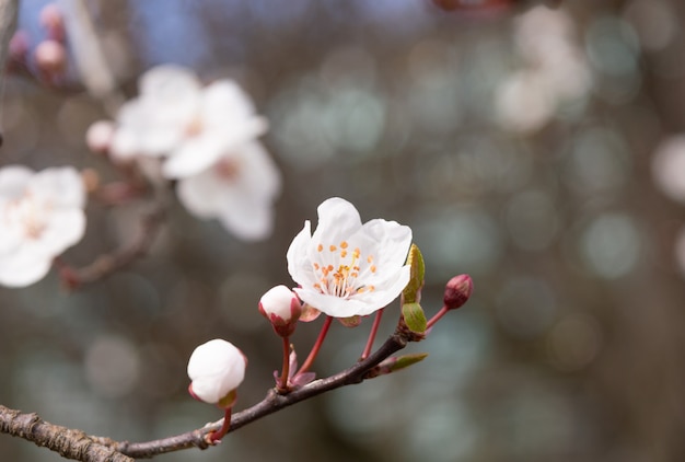 Apricot tree flower with buds blooming at springtime