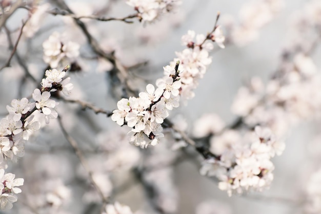 Apricot tree flower with buds and blossoms blooming at springtime, vintage retro floral background