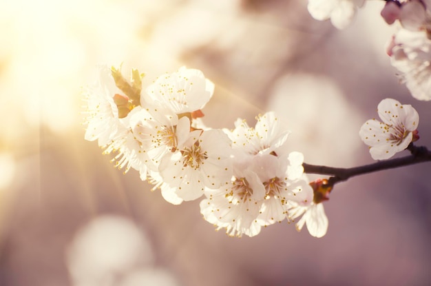 Apricot tree flower