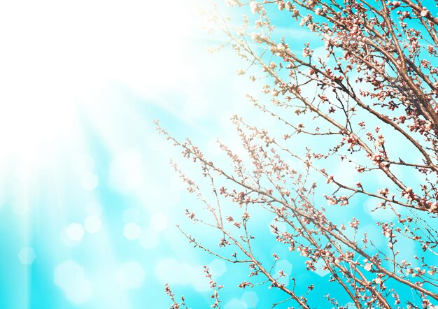 Apricot tree flower