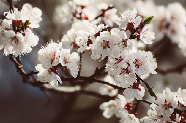 Apricot tree flower