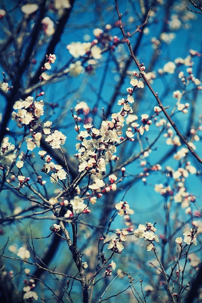 Apricot tree flower