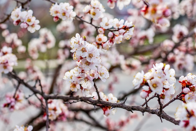 Apricot tree in the flowering period