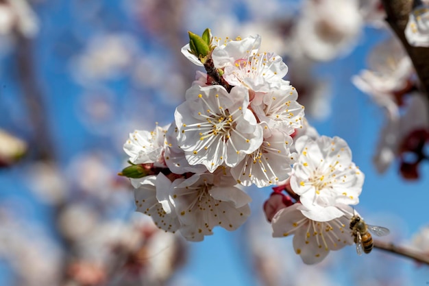 Apricot tree flowers with soft focus. Spring white flowers on a tree branch. Apricot tree in bloom. Spring, seasons, white flowers of apricot tree close-up.