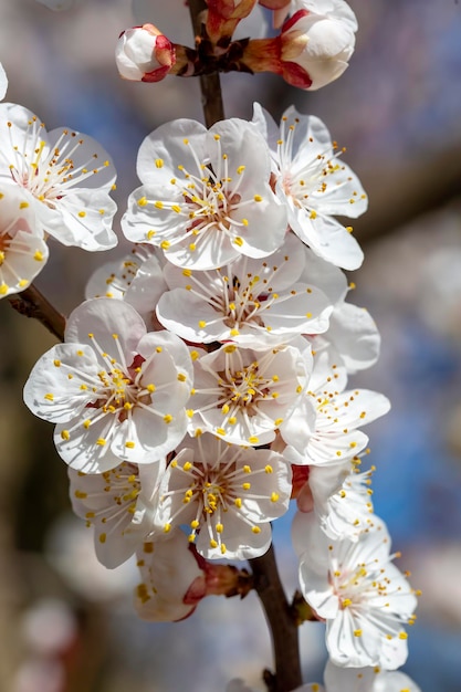 Apricot tree flowers with soft focus. Spring white flowers on a tree branch. Apricot tree in bloom.