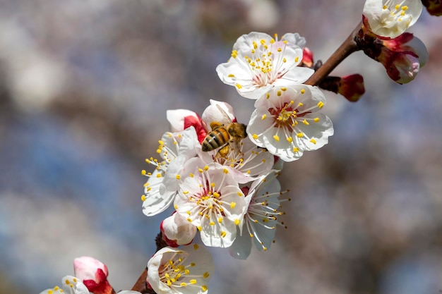 Apricot tree flowers with soft focus. Spring white flowers on a tree branch. Apricot tree in bloom.